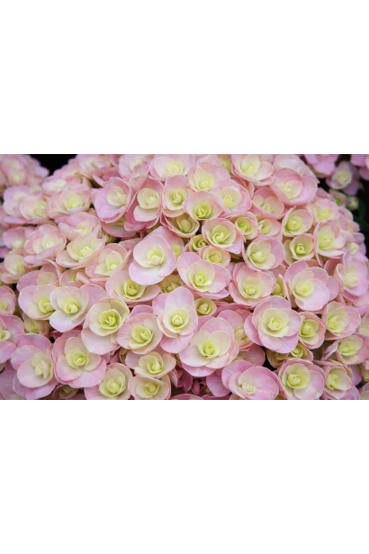 Гортензія широколиста Лав опис